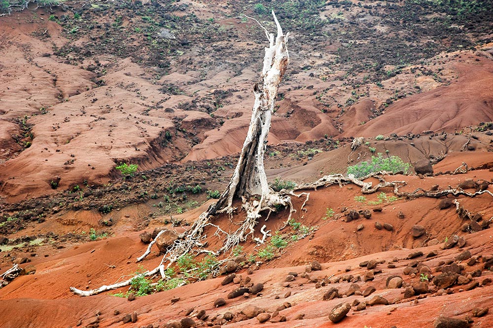 Arbre mort de l'île de Eiao, aux Marquises.