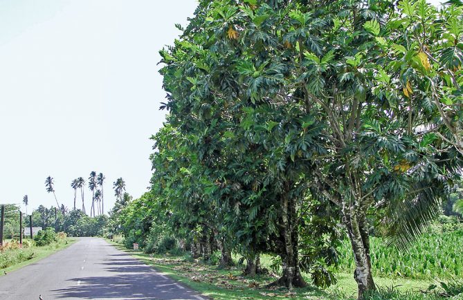 Allée d'arbres à pain, à l'entrée de Tautira, Tahiti