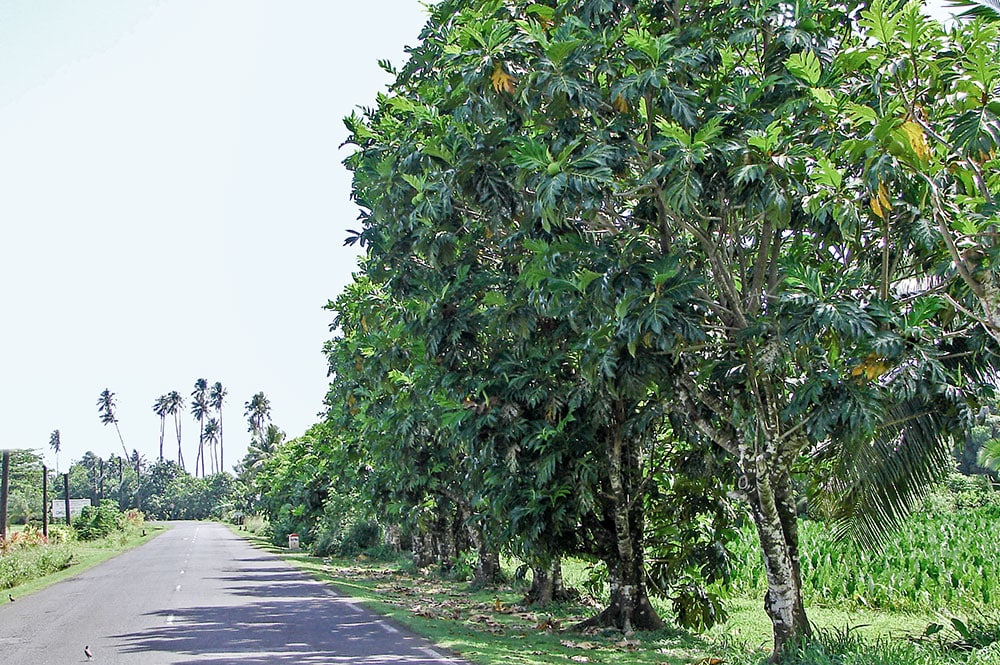 Allée d'arbres à pain, à l'entrée de Tautira, Tahiti