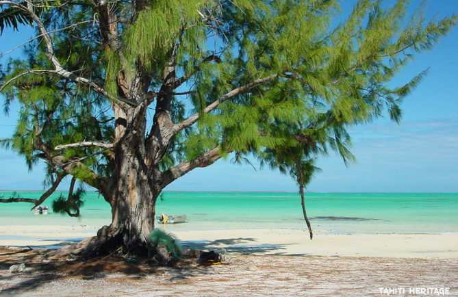 'Aito (casuarina-equisetifolia) devant le lagon vert de Anaa, Tuamotu. © Olivier Babin