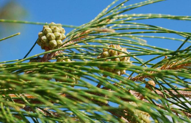 Chatons femelles de Casuarina equisetifolia, Aito,