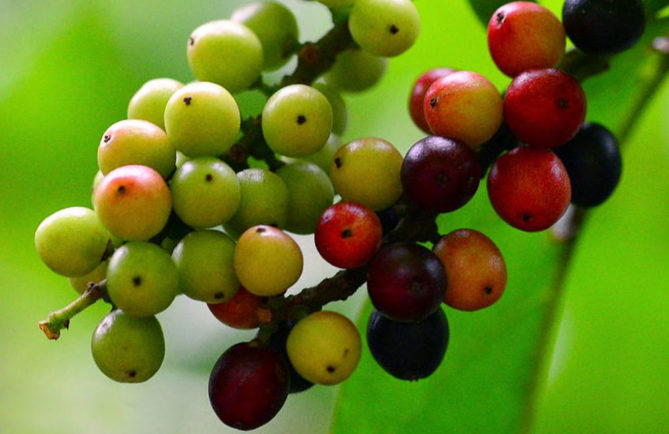 Fruits de l'arbre qui pue, Bignay (Antidesma Bunius)