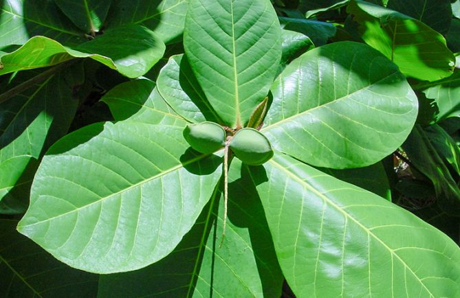 Amandes de Badamier, Autera'a