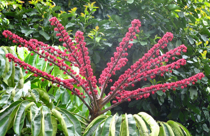 Inflorescence de Brassia actinophylla , l'arbre pieuvre