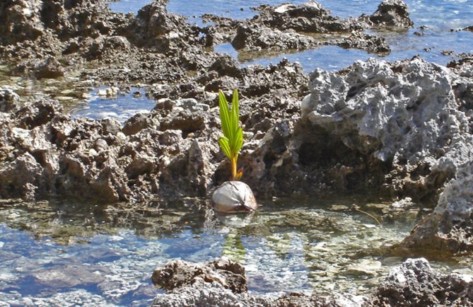 Premier cocotier des Tuamotu, à Anaa