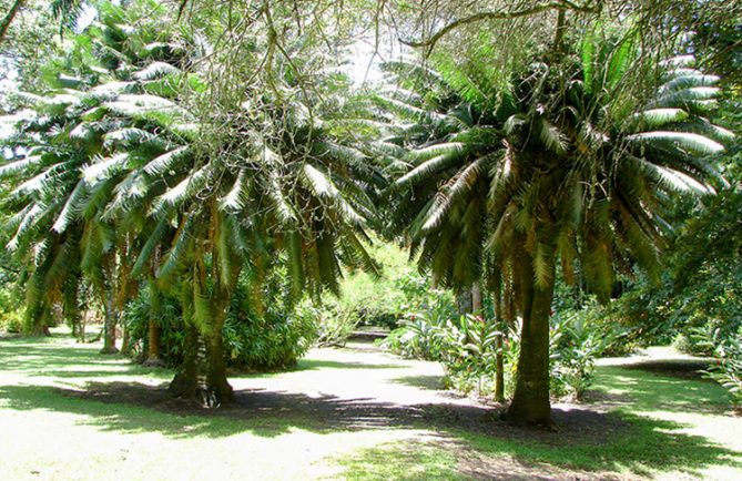 Cycas du jardin botanique de Tahiti © Tahiti Heritage