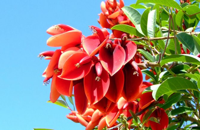 Erythrina tahitensis- Atae oviri