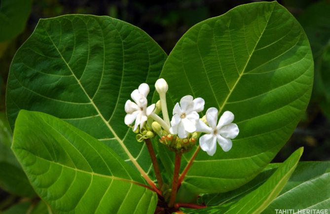 Fleurs de Kahaia, Guettarda speciosa © Tahiti Heritage