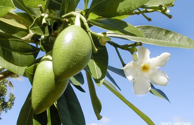 Cerbera manghas, Reva, Hotureva © Tahiti Heritage