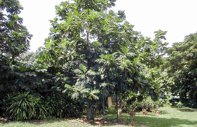 Le Uru, descendant de ceux de La Bounty, planté sur la colline du Tahara'a