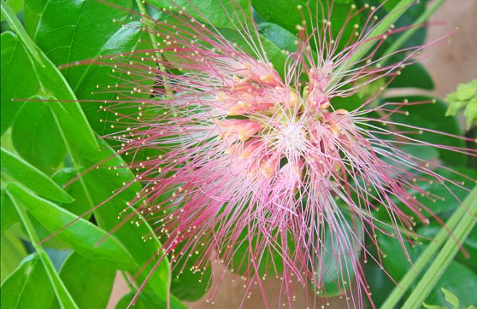 Fleur d'Albizia saman. Marumaru de Tahiti