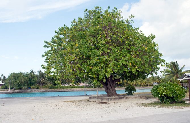 Vieil arbre (tou, Cordia) de Pahua à Mataiva. © Tahiti Heritage