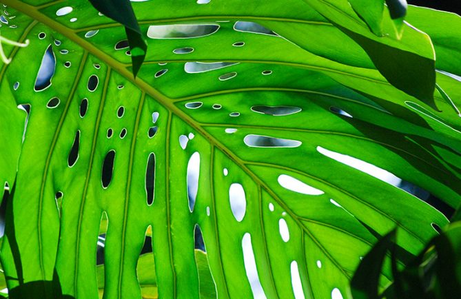 Feuille de Monstera deliciosa, dît le fromage suisse