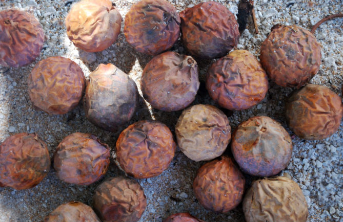 Noix du Bancoulier de Tahiti, Ti'a'iri