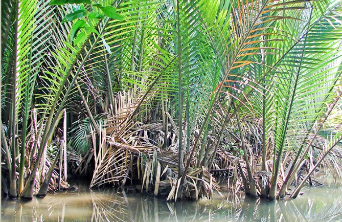 Palmier Nypa du motu du jardin botanique de Tahiti