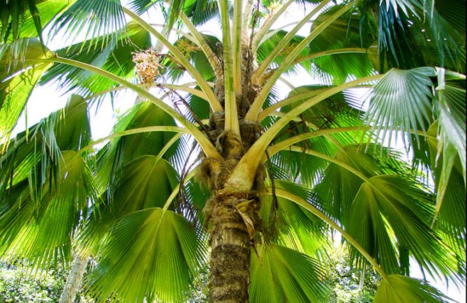 Pritchardia vuylskeana, le palmier endémique de Makatea © Tahiti Heritage