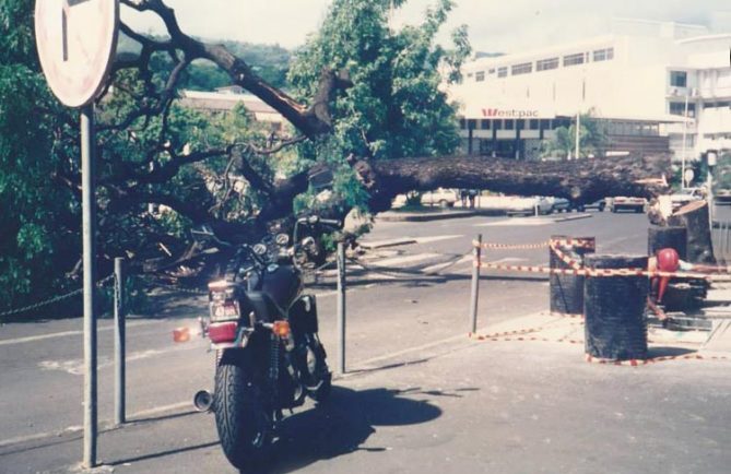 Arbre de la cathédrale abattu par les grévistes en avril 1994. Photo Christian Beslu