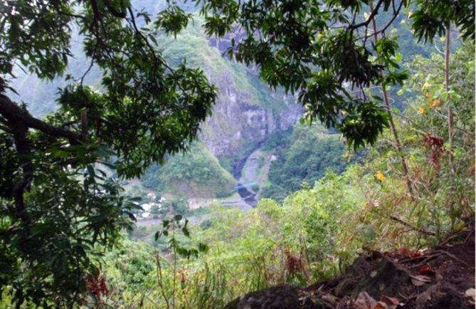 Vieux manguier de la Punaruu.