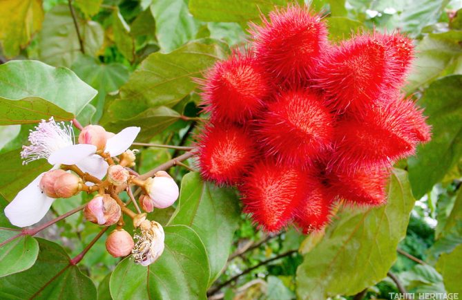 Rocouyer de Tahiti, Bixa orellana. © Tahiti Heritage