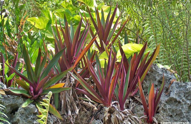 Roheo (Tradescantia discolor) à Makatea