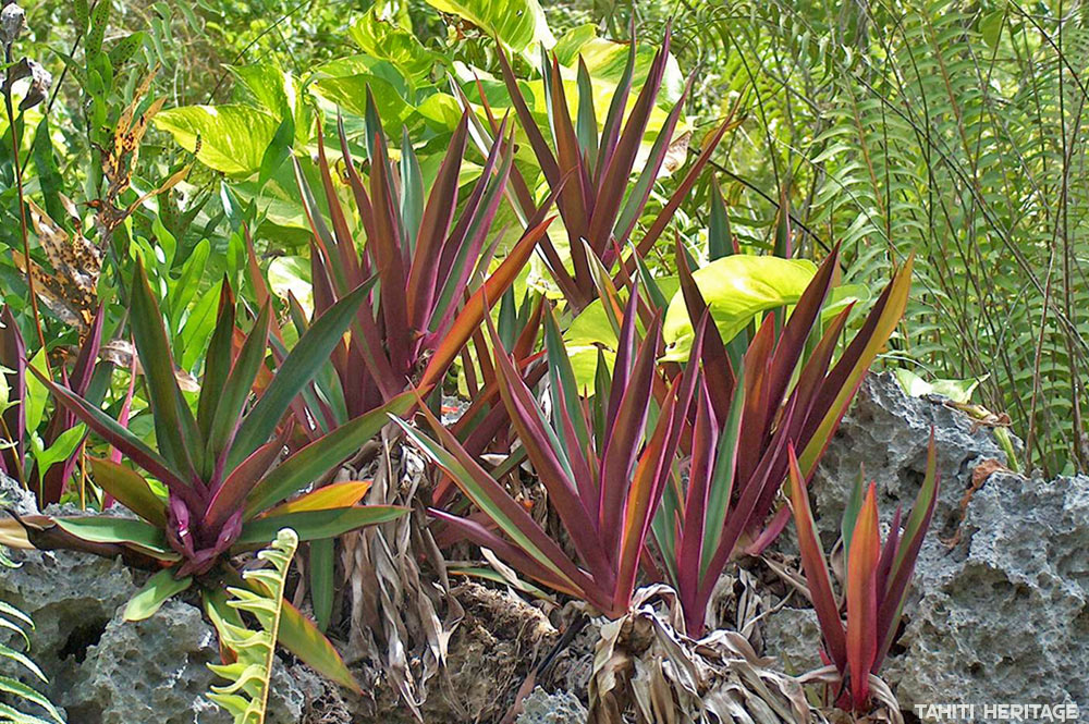 Roheo (Tradescantia discolor) à Makatea