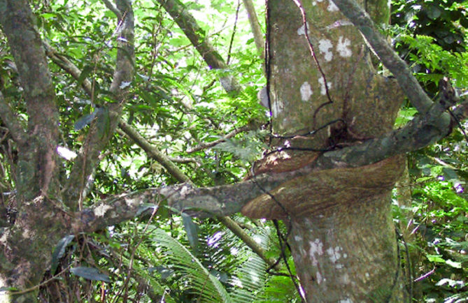 Arbre cannibale de Rurutu