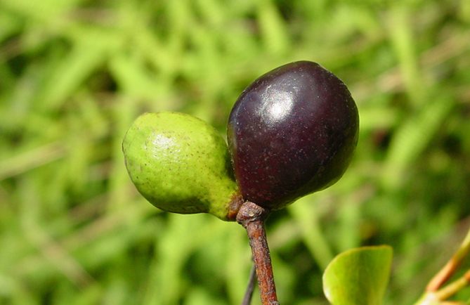 Graines de Santal, Santalum Insulare. Photo Jean-François Butaud