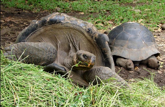 Tortues des Galapagos du jardin botanique de Tahiti. © Tahiti Heritage