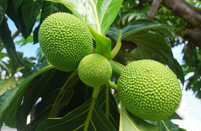 Trois uru, fruit de l'arbre à pain