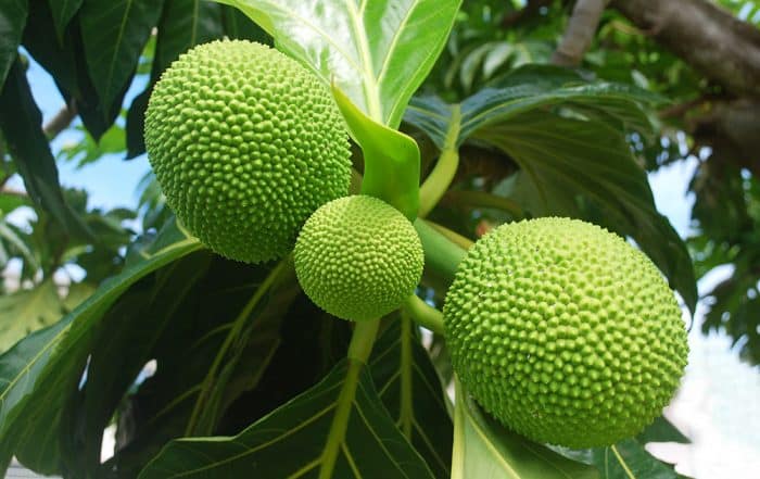 Trois uru, fruit de l'arbre à pain