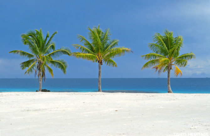 Trois cocotiers verts sur le sable blanc et le lagon bleu Photo Olivier Babin