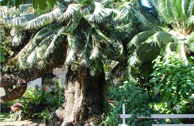 La vieille branche royale du cycas offerte à Pomare par le roi Louis Philippe, à Arue Tahiti