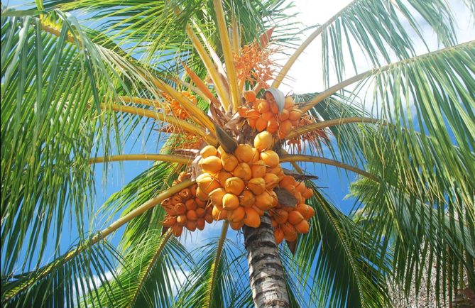 Cocotier avec noix de coco