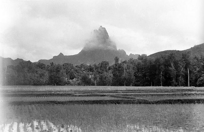 Paysage de rizières à Opunohu, Moorea en 1932 Photo : Roger Parry Musée Branly Paris