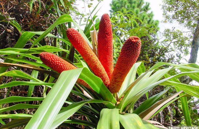 Freycinetia arborea, Ieie, Pandanus pour papillons © Tahiti Heritage