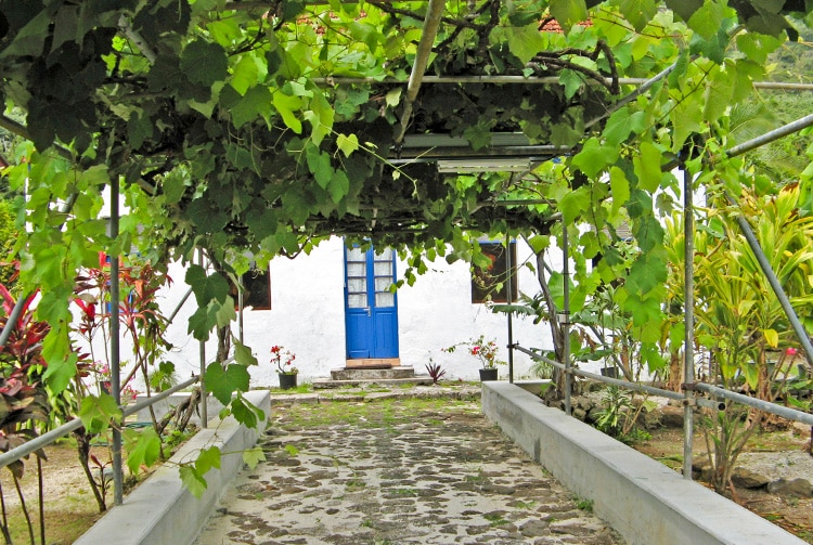 La vigne du presbytère de Rikitea (Gambier) en 2000.