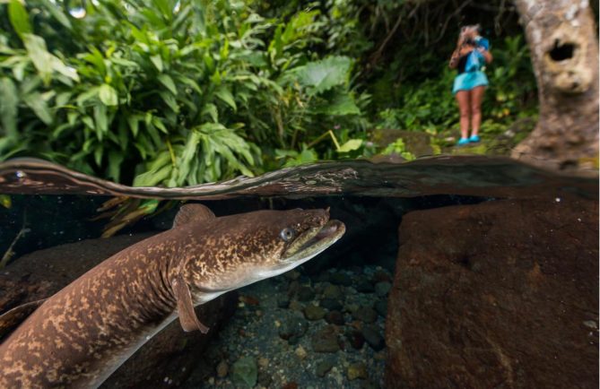 Anguille, Puhi. Photo Sylvain Girardot