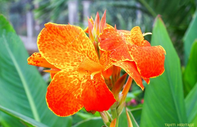 Balisier, Canna de Tahiti, jaune et orange © Tahiti Heritage