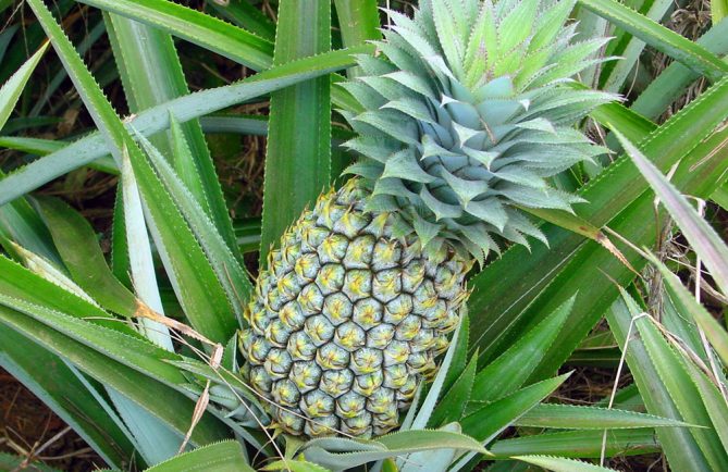 Ananas variété Queen Tahiti. © Tahiti Heritage