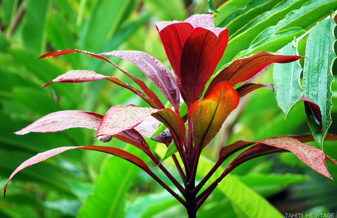 Auti de Tahiti - Cordyline © Tahiti Heritage