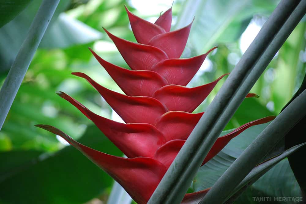 Balisier. Heliconia