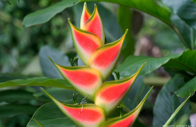 Balisier des Caraïbes - Heliconia queue de poissons, Heliconia Buhea © Tahiti Heritage