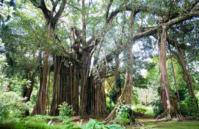 Banian du jardin botanique de Tahiti en 2011