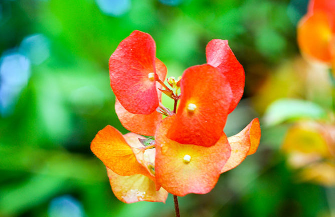 holmskioldia sanguinea - Chapeau chinois de Tahiti