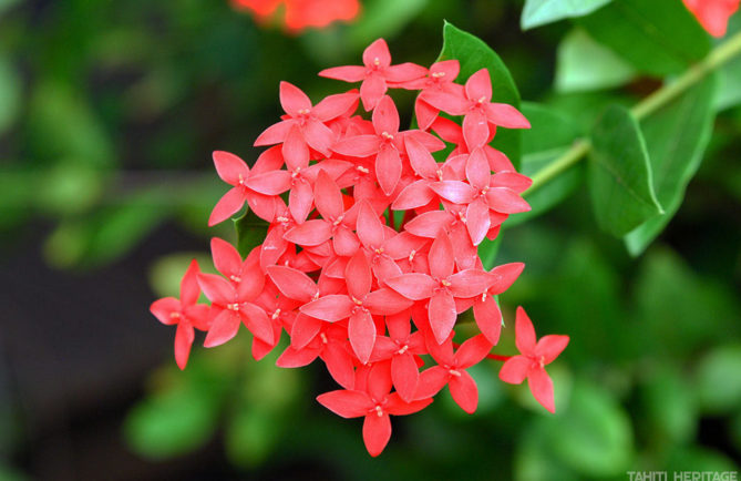 Ixora de Tahiti - ixora coccinea. © Tahiti Heritage