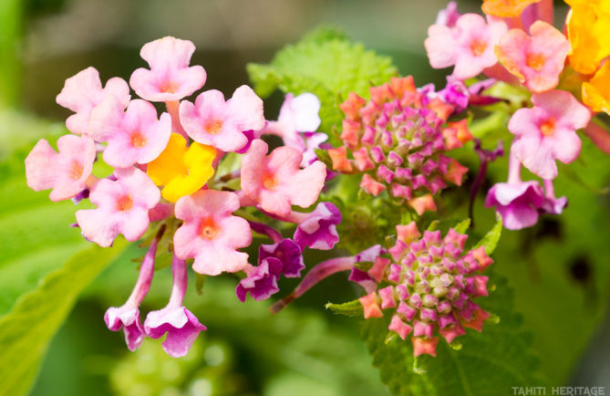 Lantana camara © Tahiti Heritage