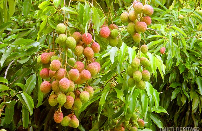 Litchi de Tahiti © Tahiti Heritage