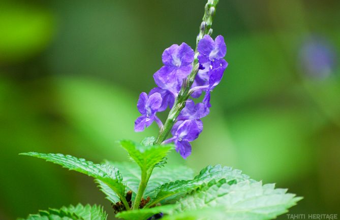 Verveine bleue de Tahiti. Itere. Stachytarpheta jamaicensis © Tahiti Heritage