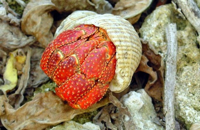 Bernard-Hermite rouge de Tikehau