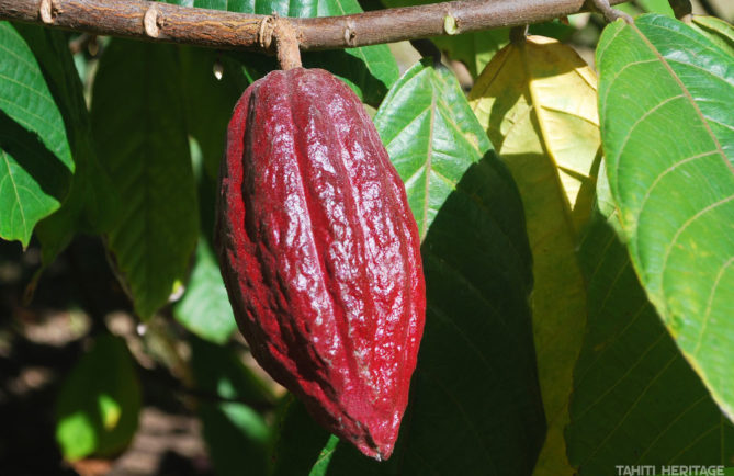 Cacaoyer de Tahiti, l'arbre à chocolat © TAHITI HERITAGE